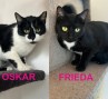 Oskar_Frieda (2)